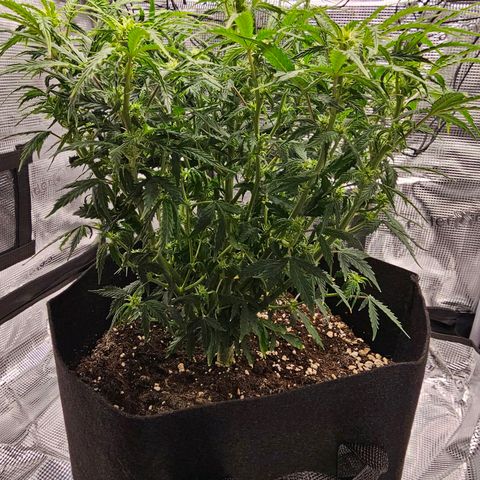 Fat Banana Auto #1 growlog timeline photo