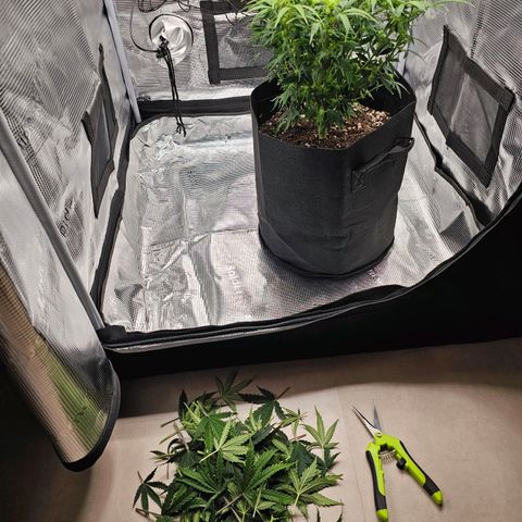 Fat Banana Auto #1 growlog timeline photo