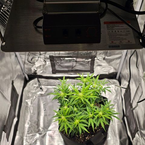 Fat Banana Auto #1 growlog timeline photo