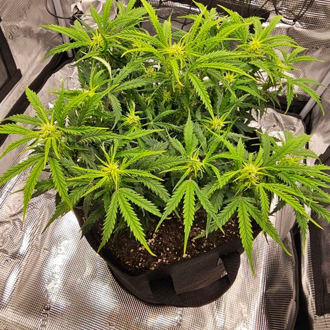 Fat Banana Auto #1 growlog timeline photo