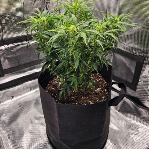 Fat Banana Auto #1 growlog timeline photo
