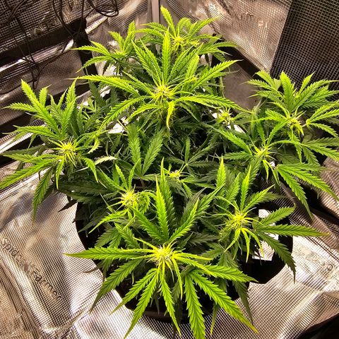 Fat Banana Auto #1 growlog timeline photo