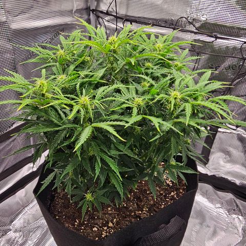Fat Banana Auto #1 growlog timeline photo