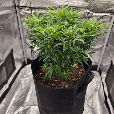 Fat Banana Auto #1 growlog timeline photo