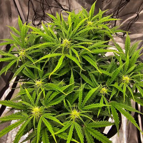 Fat Banana Auto #1 growlog timeline photo