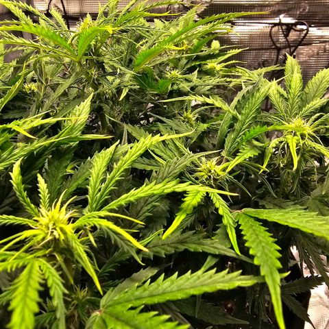 Fat Banana Auto #1 growlog timeline photo