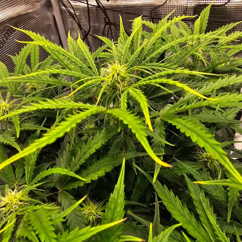 Fat Banana Auto #1 growlog timeline photo