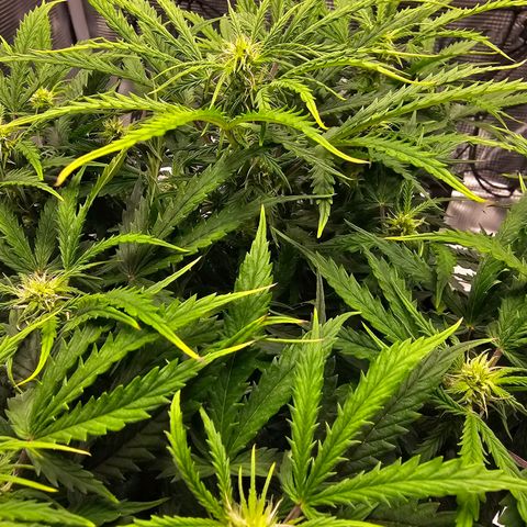 Fat Banana Auto #1 growlog timeline photo