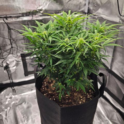 Fat Banana Auto #1 growlog timeline photo