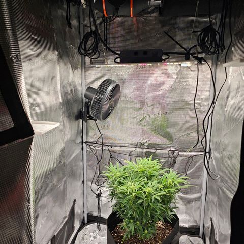 Fat Banana Auto #1 growlog timeline photo