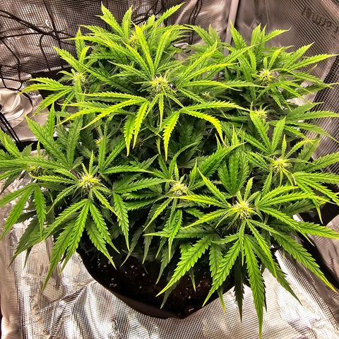 Fat Banana Auto #1 growlog timeline photo