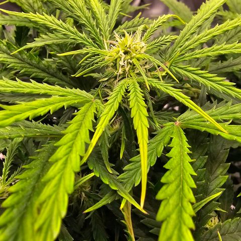 Fat Banana Auto #1 growlog timeline photo
