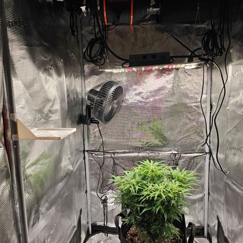 Fat Banana Auto #1 growlog timeline photo