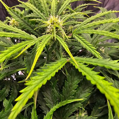 Fat Banana Auto #1 growlog timeline photo