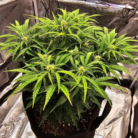 Fat Banana Auto #1 growlog timeline photo
