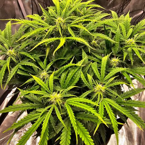 Fat Banana Auto #1 growlog timeline photo