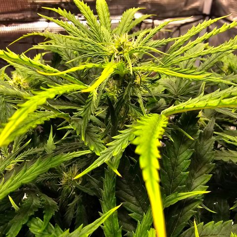 Fat Banana Auto #1 growlog timeline photo