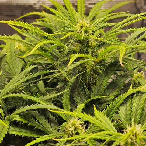 Fat Banana Auto #1 growlog timeline photo
