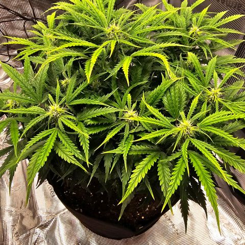 Fat Banana Auto #1 growlog timeline photo