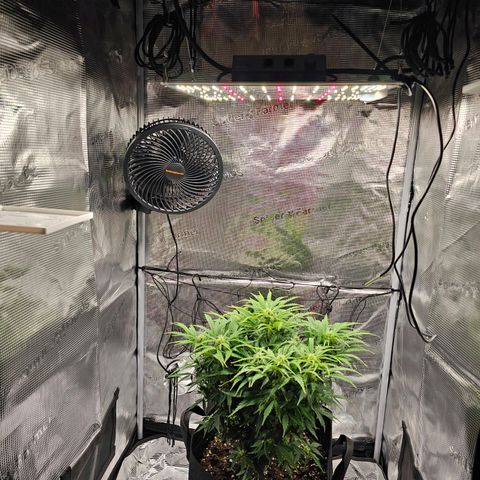 Fat Banana Auto #1 growlog timeline photo