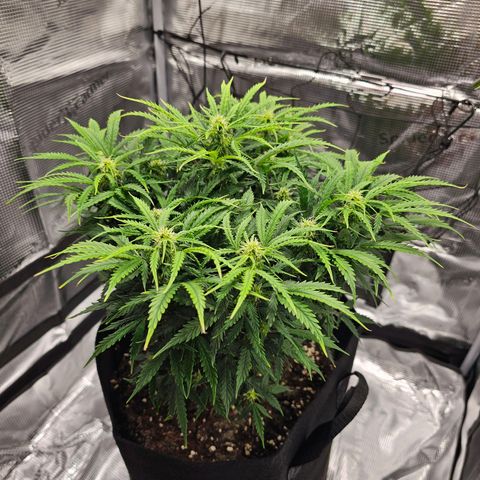 Fat Banana Auto #1 growlog timeline photo