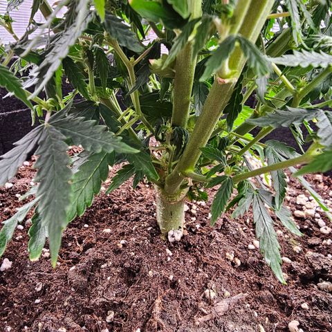 Fat Banana Auto #1 growlog timeline photo