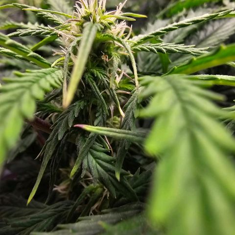 Fat Banana Auto #1 growlog timeline photo