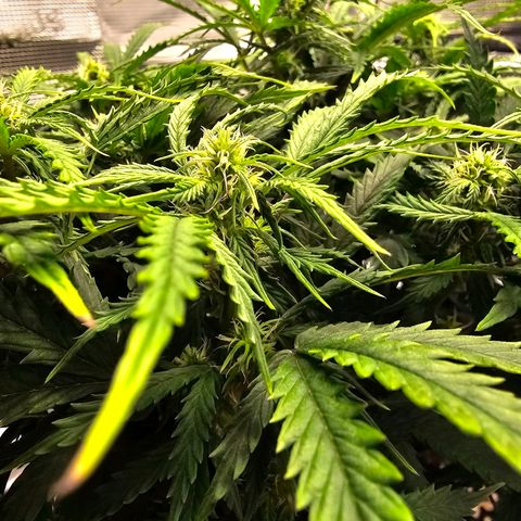 Fat Banana Auto #1 growlog timeline photo