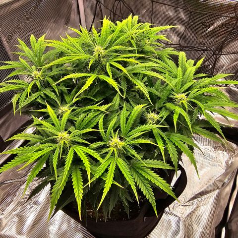 Fat Banana Auto #1 growlog timeline photo