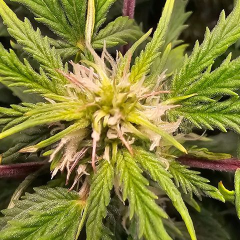 Fat Banana Auto #1 growlog timeline photo