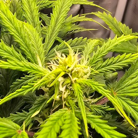 Fat Banana Auto #1 growlog timeline photo