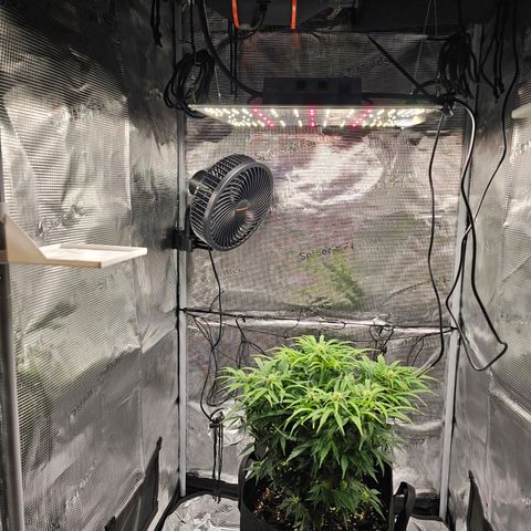 Fat Banana Auto #1 growlog timeline photo
