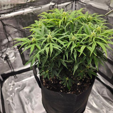 Fat Banana Auto #1 growlog timeline photo