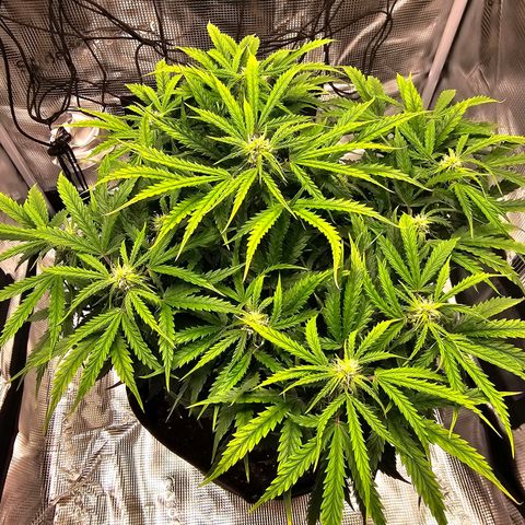 Fat Banana Auto #1 growlog timeline photo