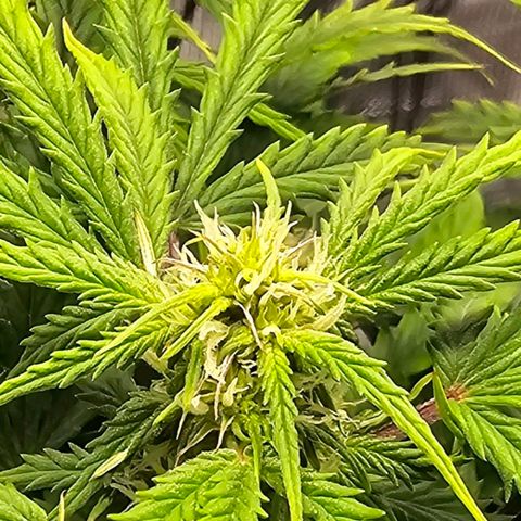 Fat Banana Auto #1 growlog timeline photo