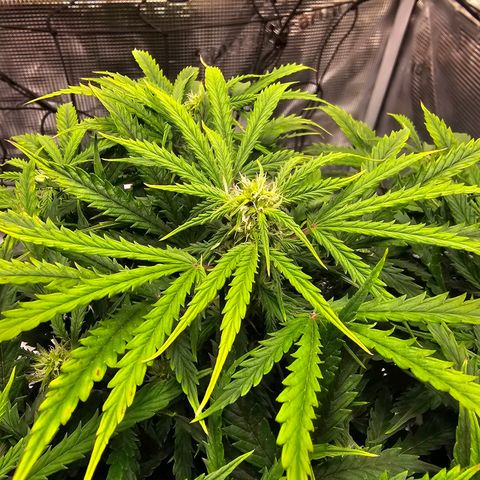 Fat Banana Auto #1 growlog timeline photo