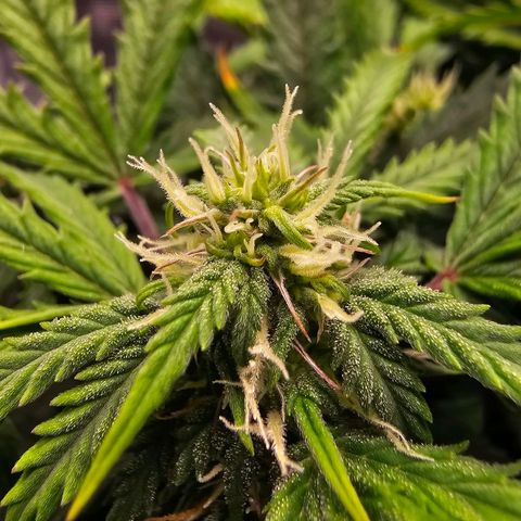 Fat Banana Auto #1 growlog timeline photo