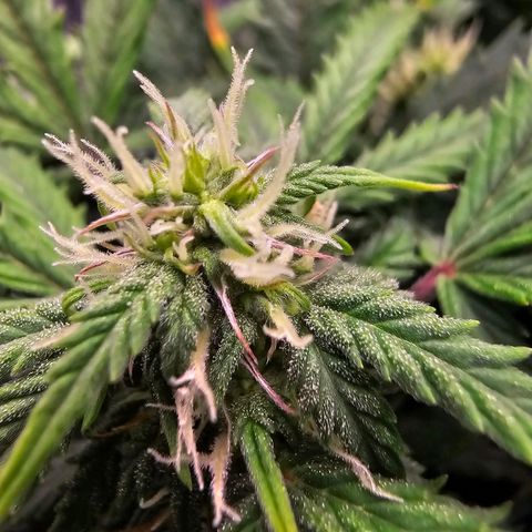 Fat Banana Auto #1 growlog timeline photo