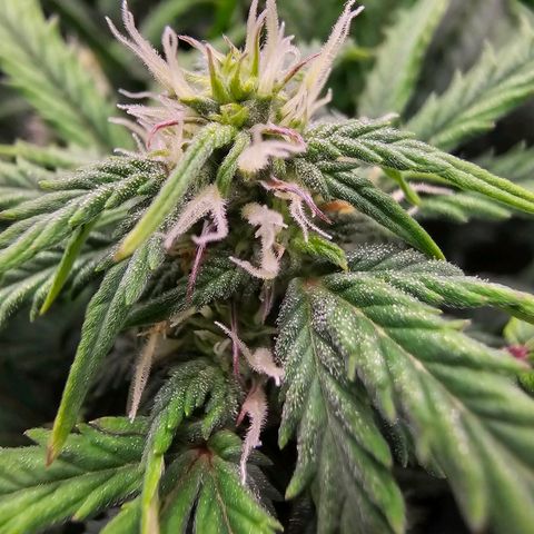 Fat Banana Auto #1 growlog timeline photo