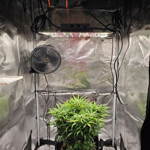 Fat Banana Auto #1 growlog timeline photo