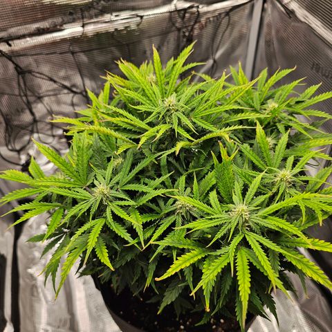 Fat Banana Auto #1 growlog timeline photo
