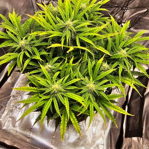 Fat Banana Auto #1 growlog timeline photo