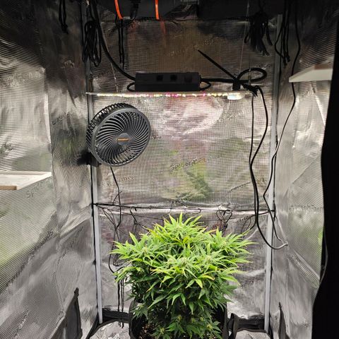 Fat Banana Auto #1 growlog timeline photo