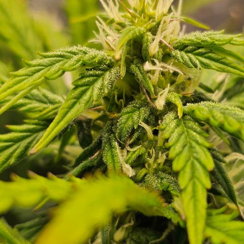 Fat Banana Auto #1 growlog timeline photo