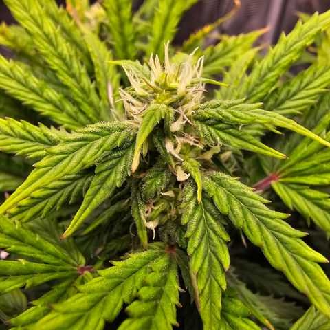 Fat Banana Auto #1 growlog timeline photo