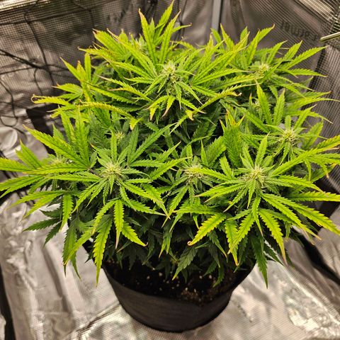 Fat Banana Auto #1 growlog timeline photo