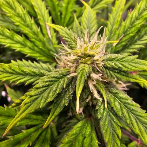 Fat Banana Auto #1 growlog timeline photo