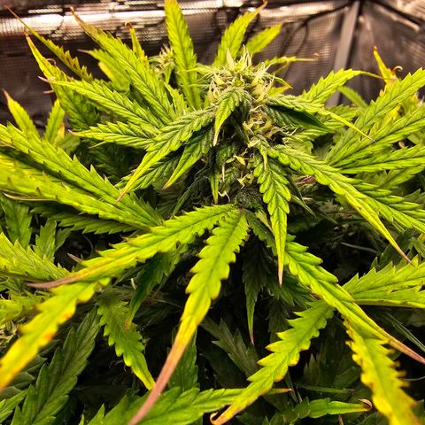 Fat Banana Auto #1 growlog timeline photo