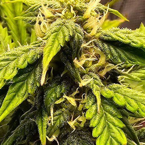 Fat Banana Auto #1 growlog timeline photo