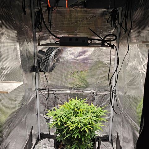 Fat Banana Auto #1 growlog timeline photo